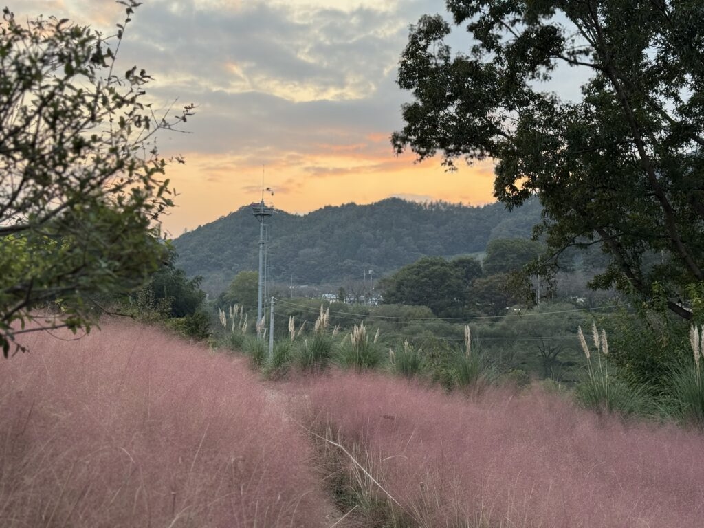 곡성 카페 압록 핑크뮬리